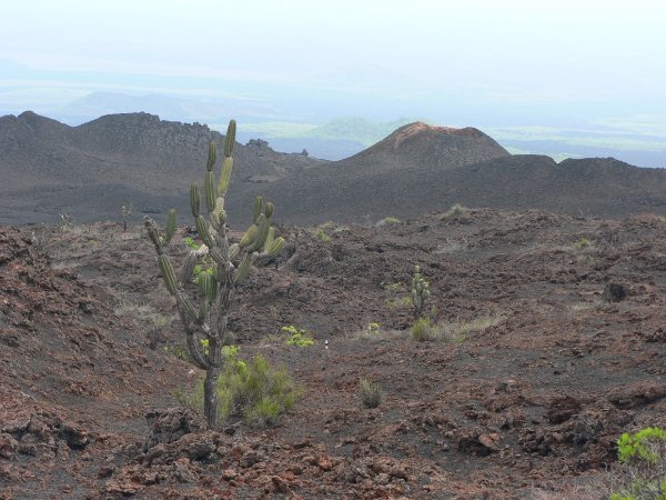 89- La seule vegetation sur la lave 